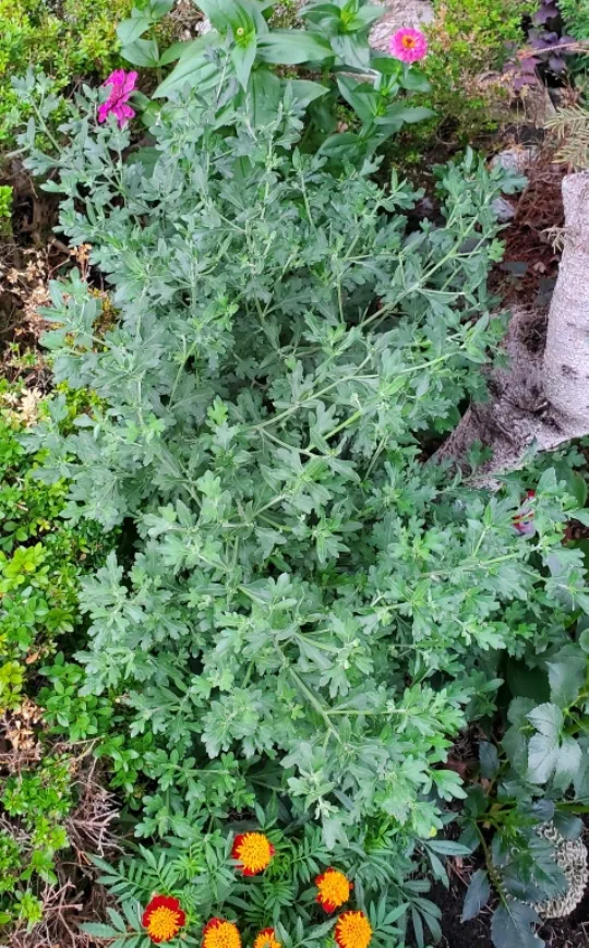 Chrysanthemum image indicator(2)