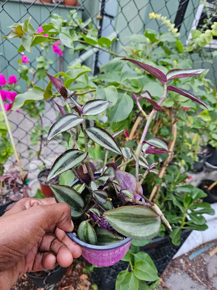 🥕Tradescantia Zebrina Plant🥕 image indicator(2)