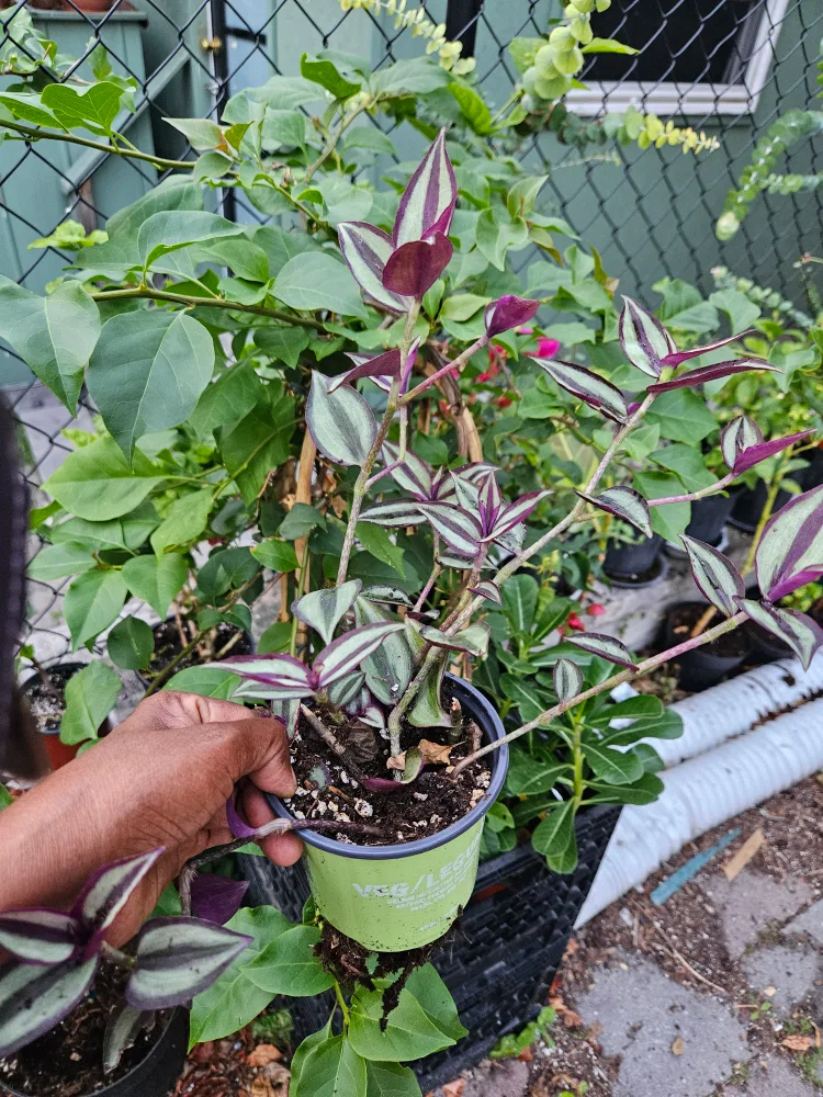 🥕Tradescantia Zebrina Plant🥕 image indicator(3)