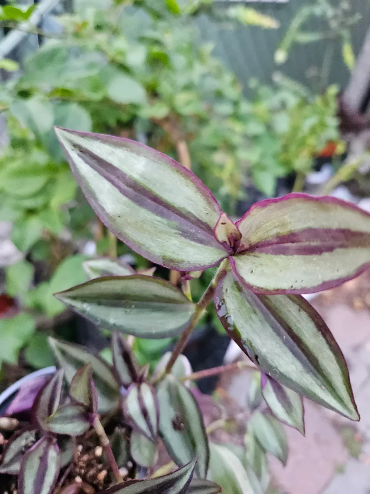 🥕Tradescantia Zebrina Plant🥕 image indicator(4)