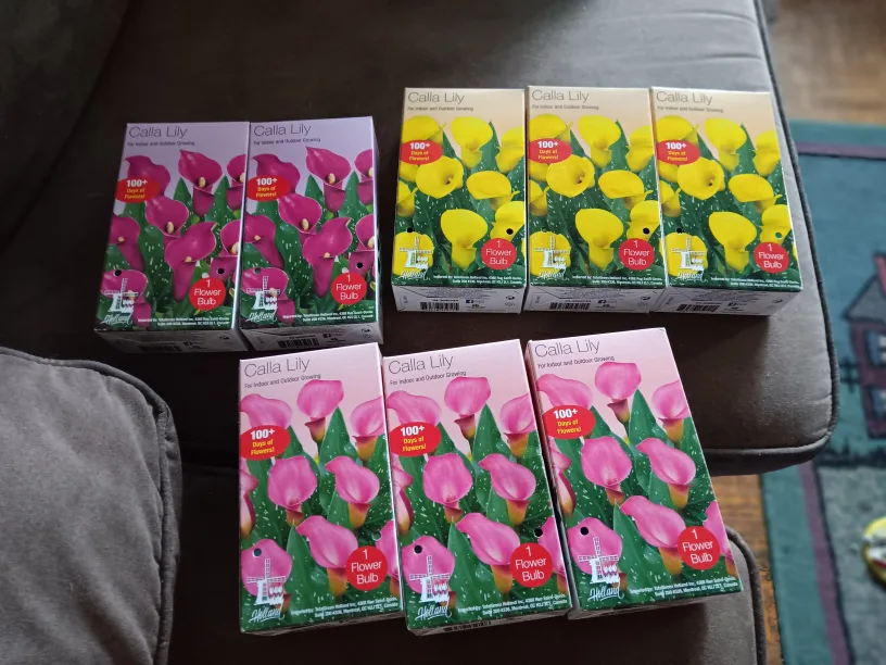 Calla Lily Flower Bulbs - Pink & Yellow thumbnail