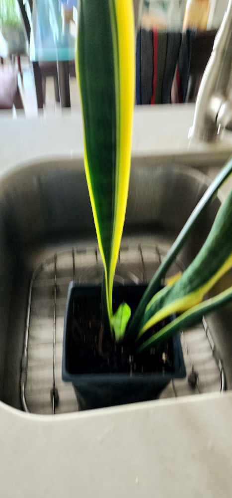 snake plant - photo 2