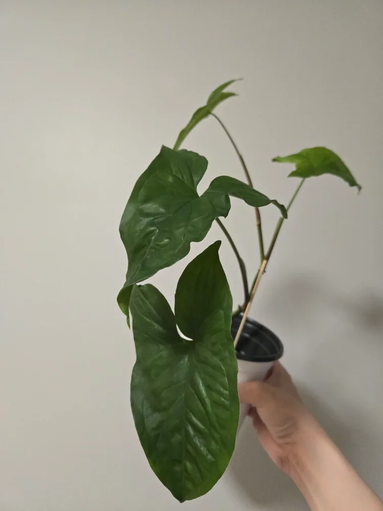 Reverted Syngonium albo plant thumbnail