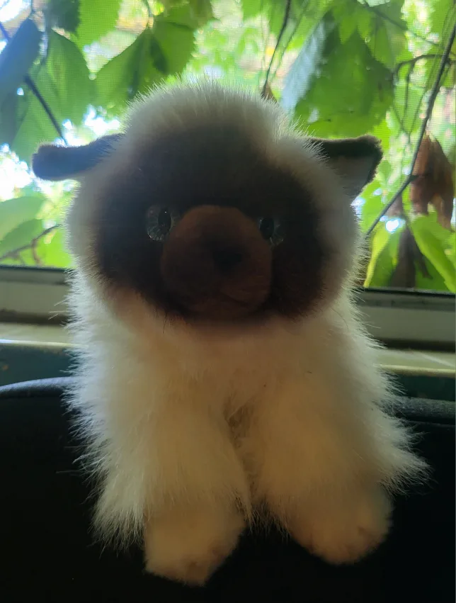Cute Plush Kitten 🧡 thumbnail