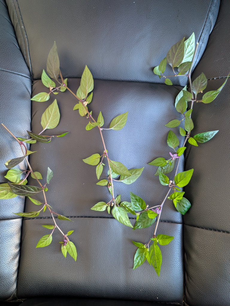 ornamental chilli peppers cuttings #freecycle