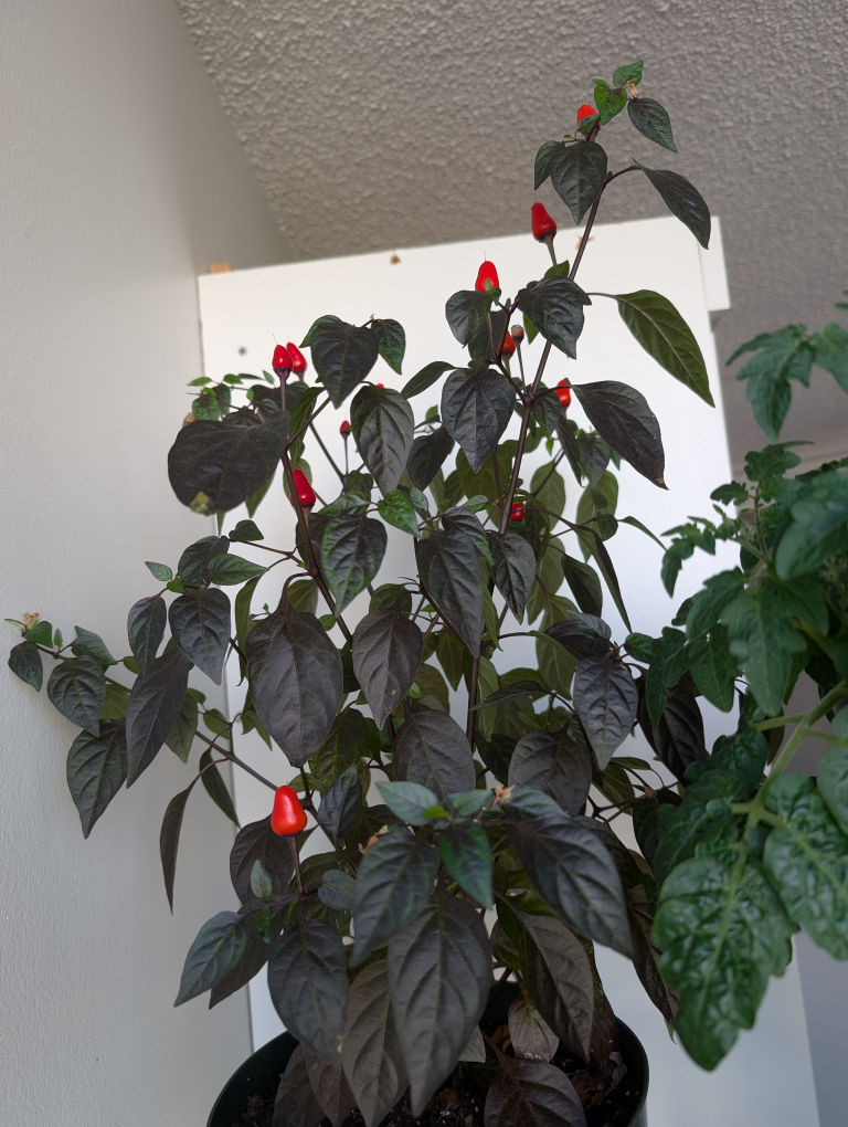 ornamental chilli peppers cuttings #freecycle - photo 2