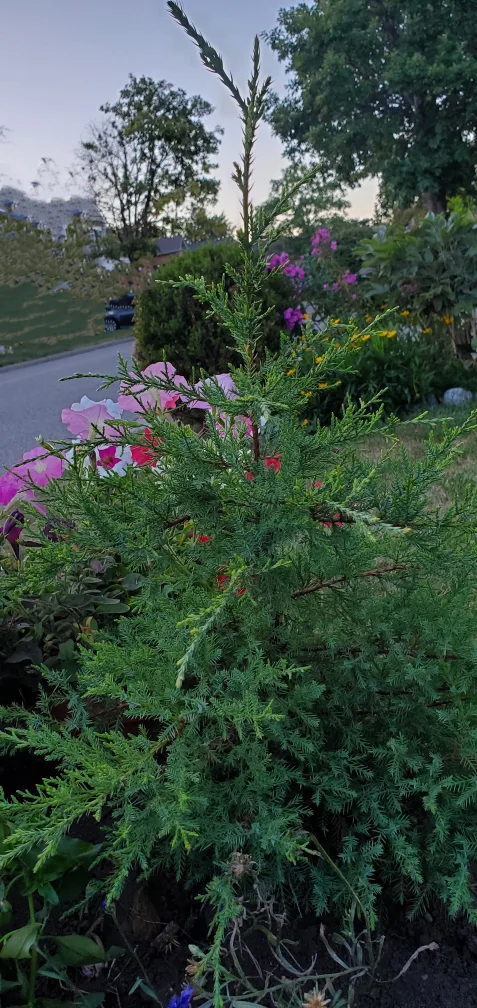 Common juniper image indicator(3)