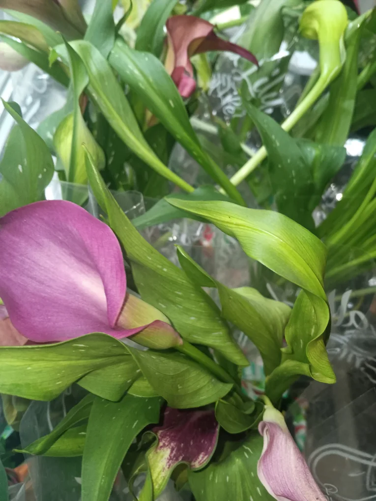 lilly plants thumbnail