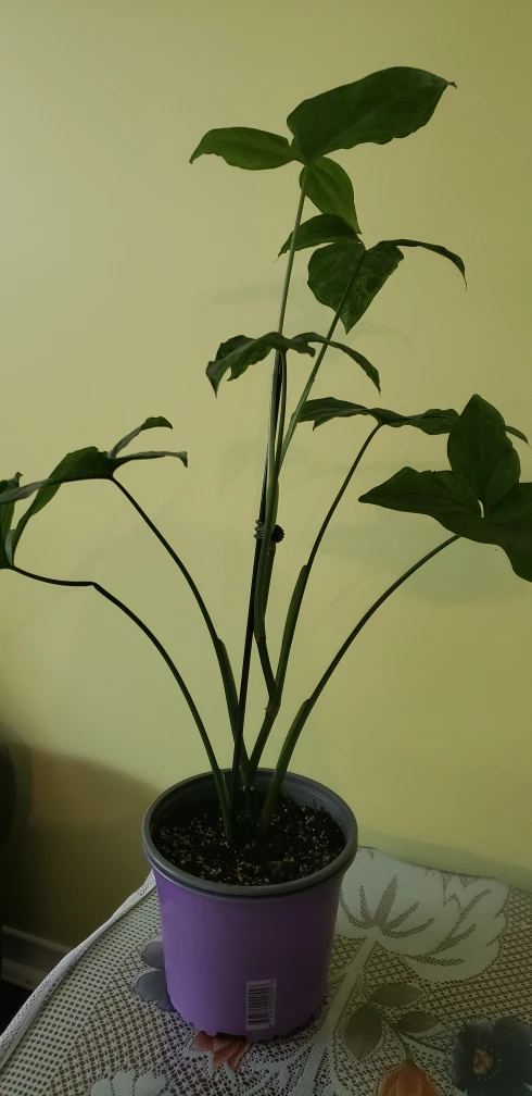 Syngonium, Green Fantasy - photo 2