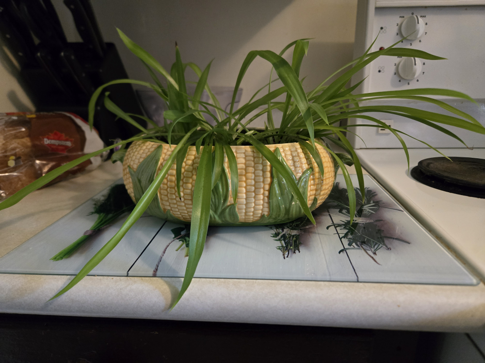Spider plant in corn pot