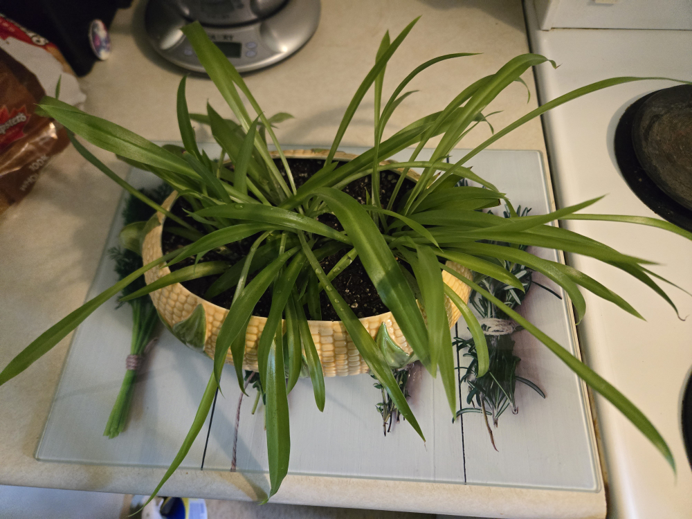 Spider plant in corn pot - photo 2