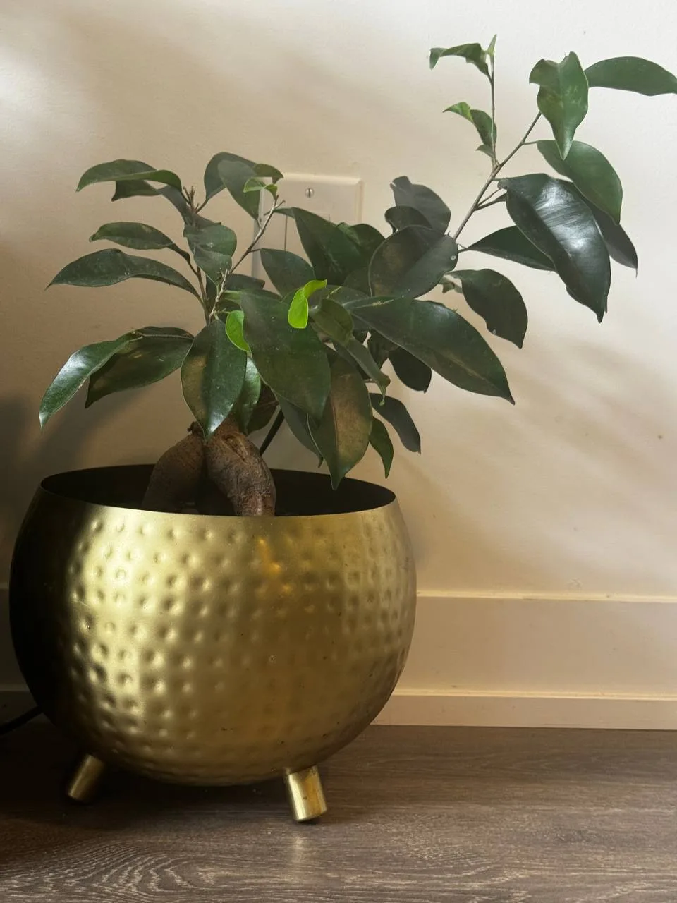 Ficus Benjamina Plant in Gold Pot thumbnail