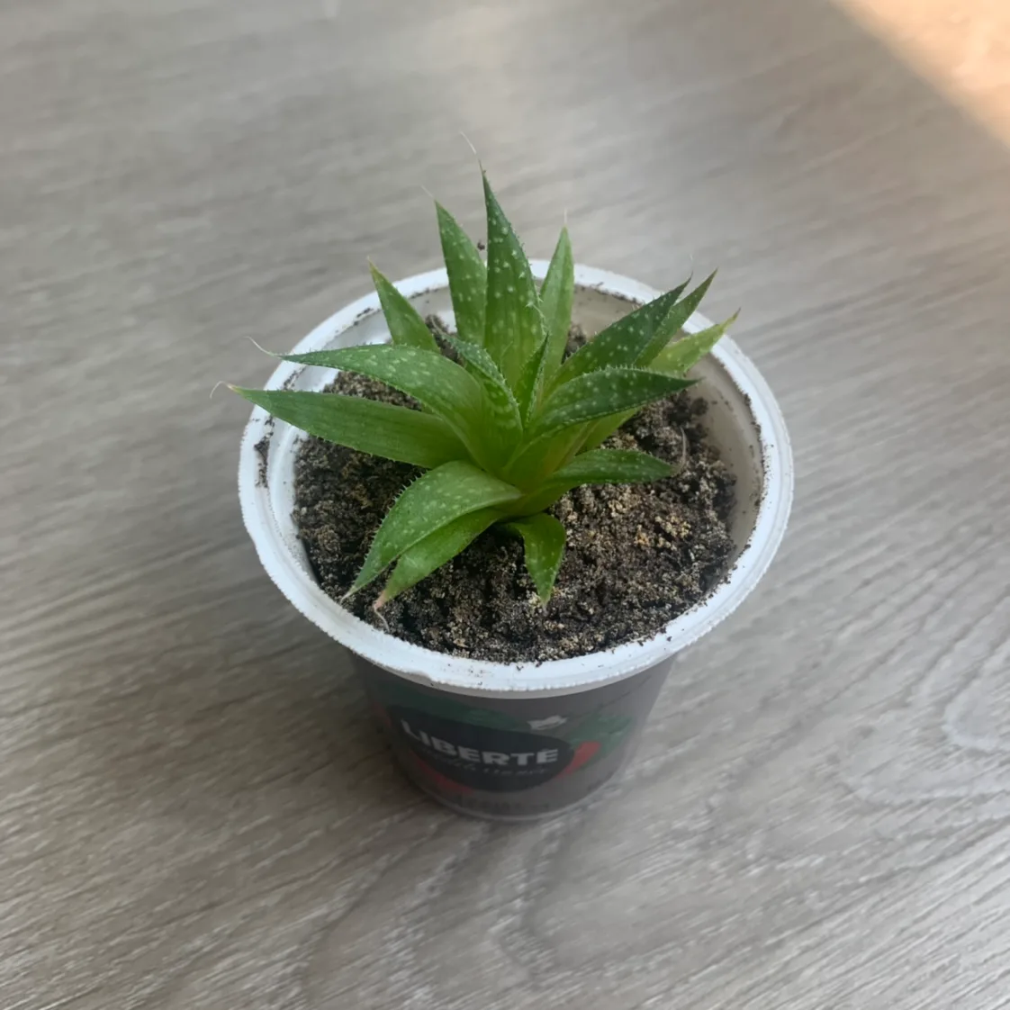 Succulent thumbnail