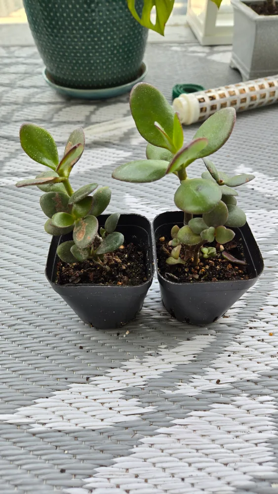 Two Small Jade Plants image indicator(3)