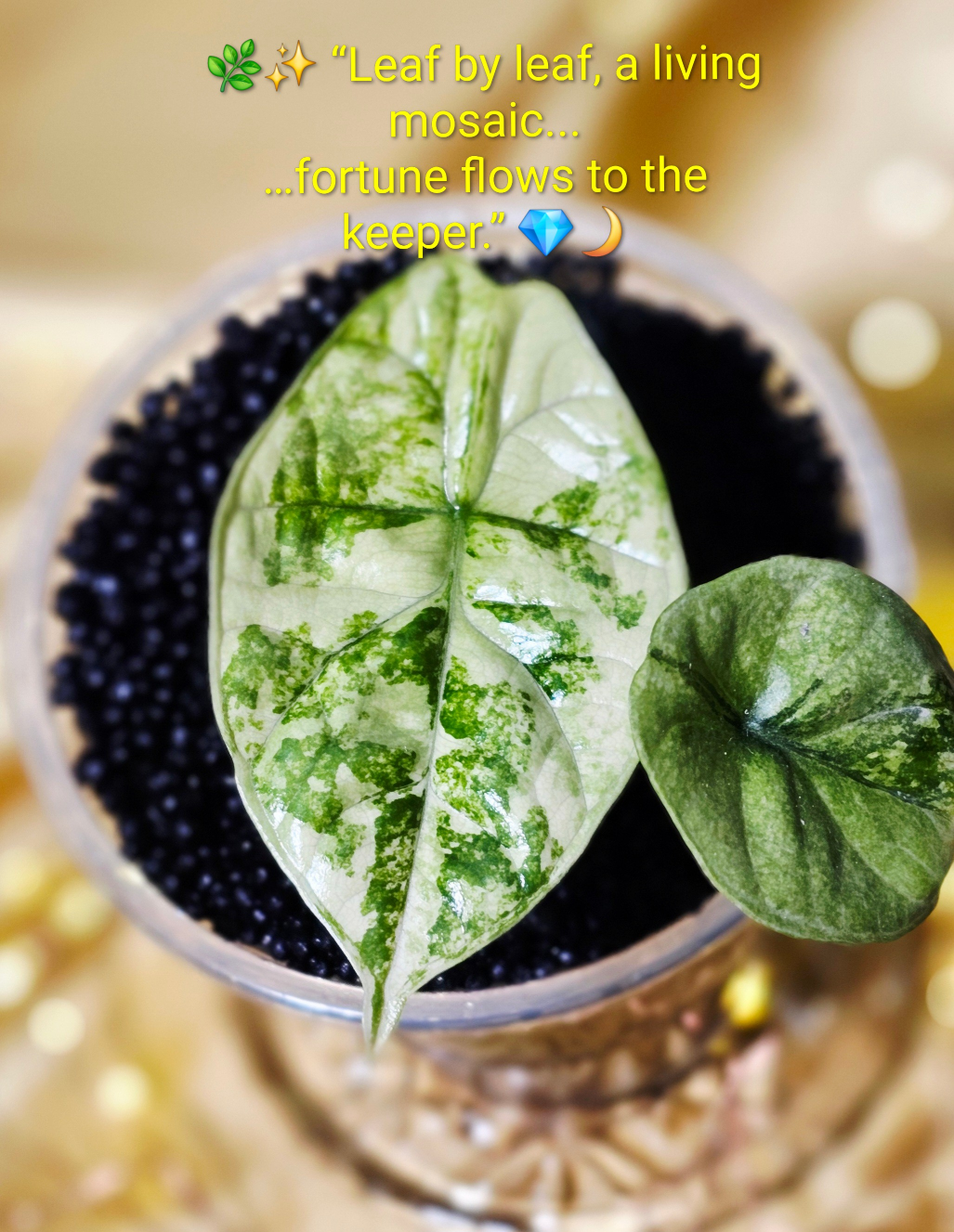 Alocasia sinuata Albo/Mint
