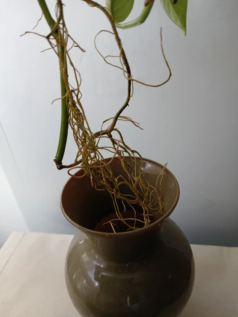 Price drop! Rooted Pothos Plant w/Vase available. Final price❗️ image indicator(3)