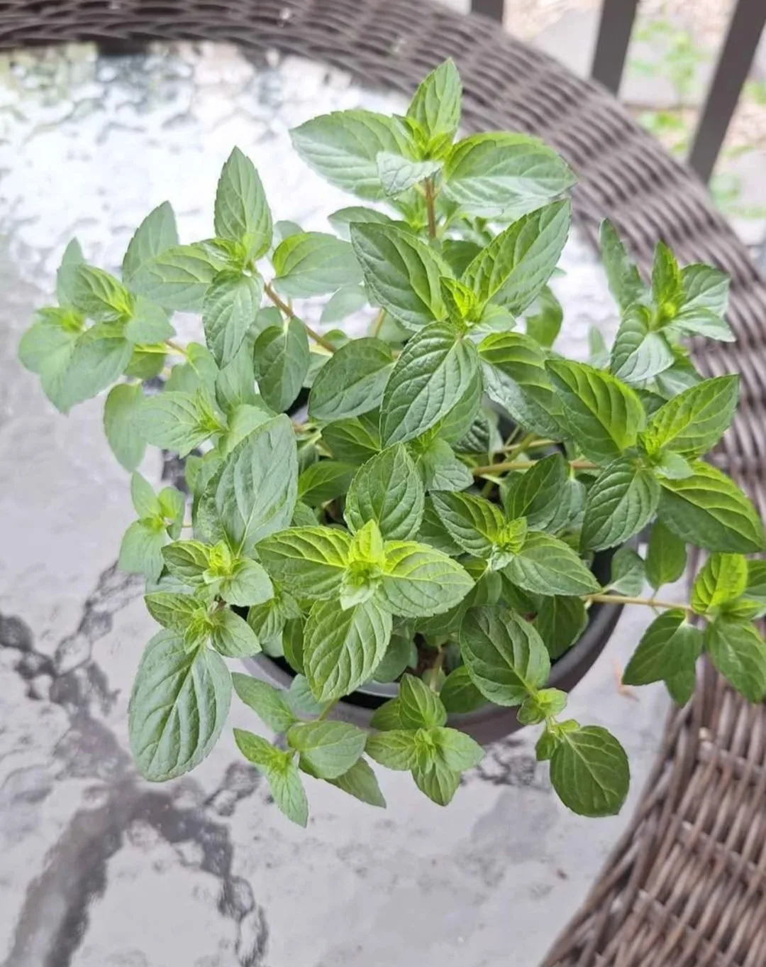 Potted Chocolate  Mint Plant thumbnail