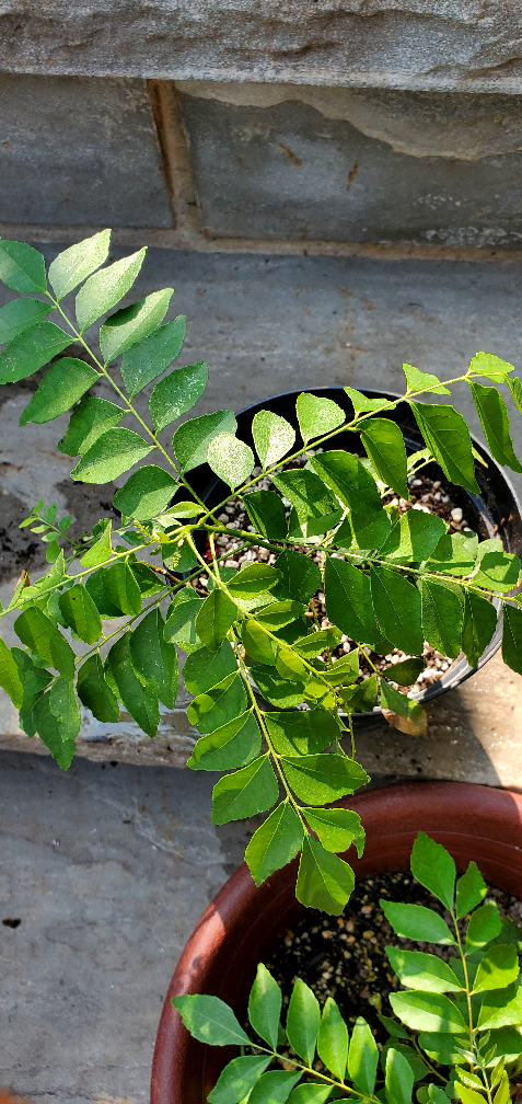 Curry Leaf Plant