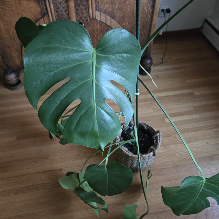 Large Monstera Plant [Must go this week]