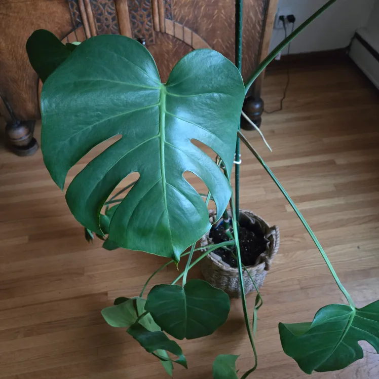 Large Monstera Plant [Must go this week] thumbnail
