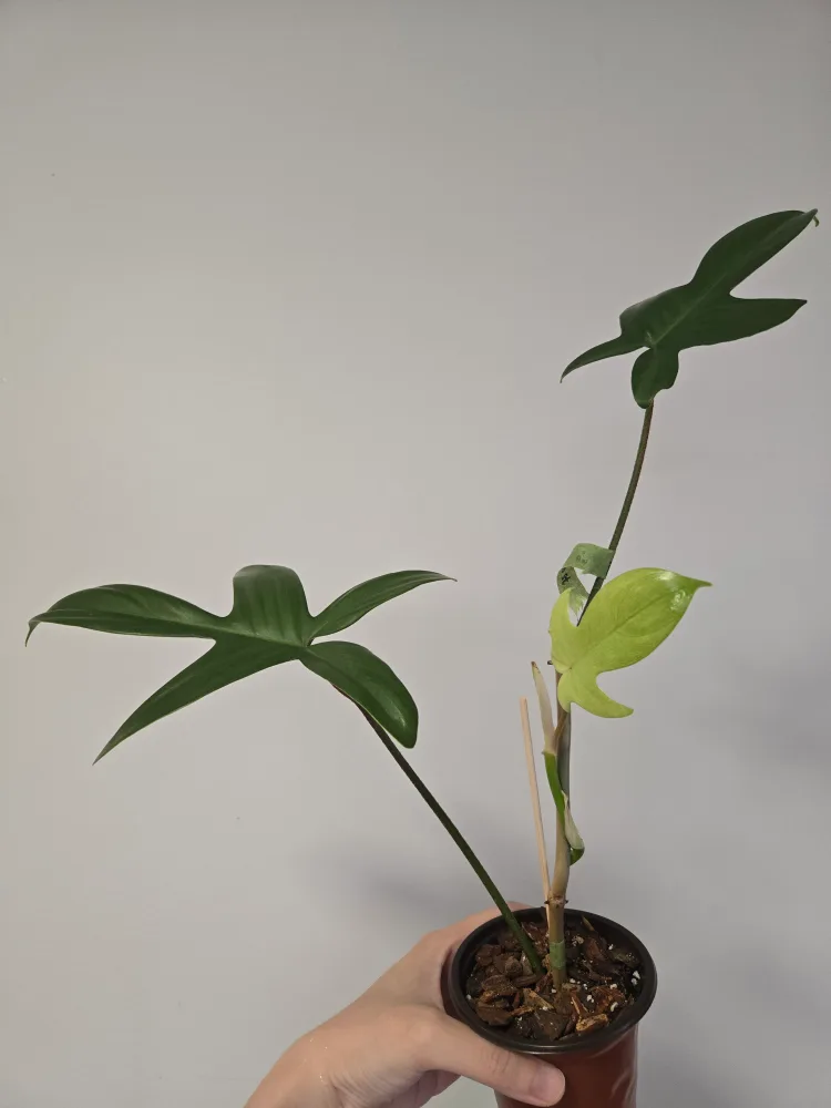 Philodendron Florida Ghost thumbnail
