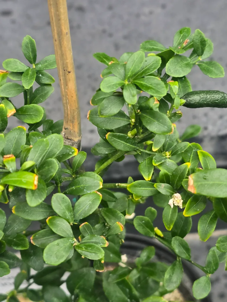 Australian Finger Lime Plant thumbnail