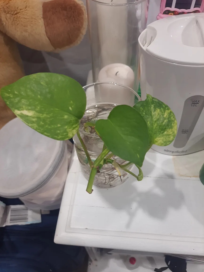Pothos Plant Cutting 🧡 thumbnail