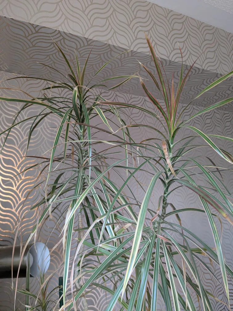 TALL indoor Dracaena Marginata Plant image indicator(2)