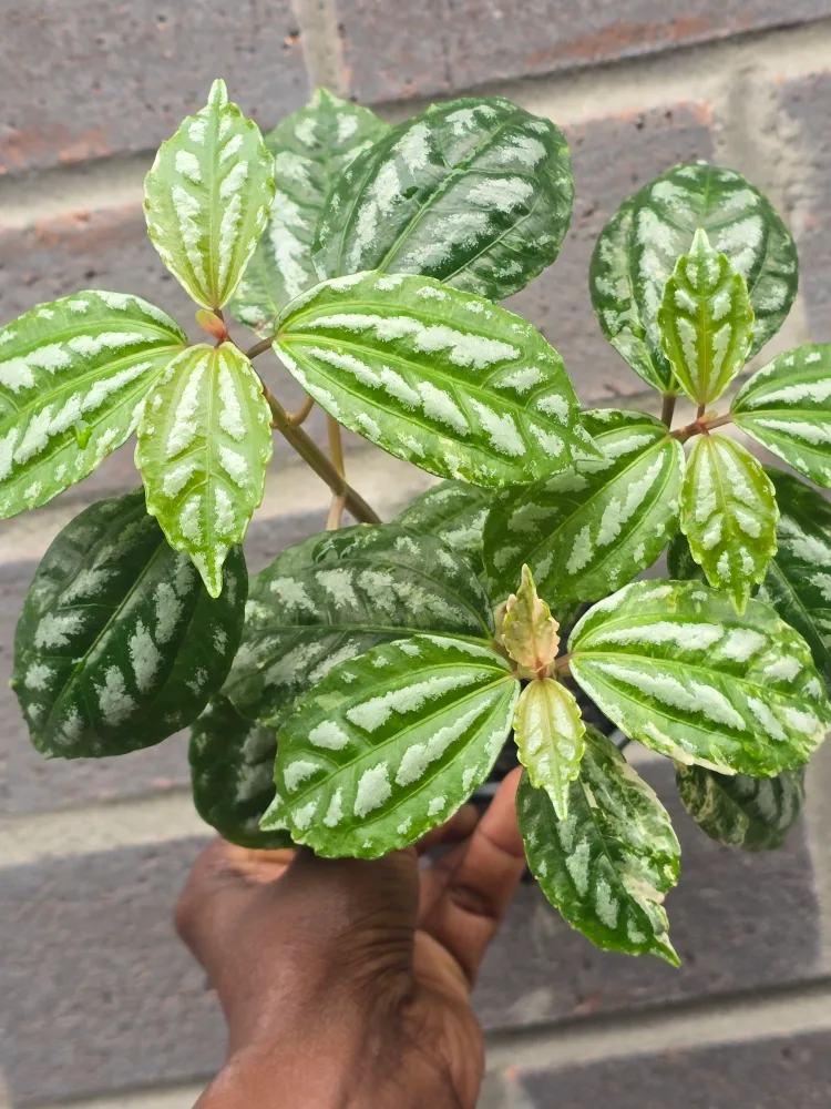 variegated aluminum plant image indicator(3)