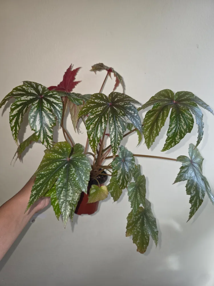 Begonia Angel Wing plant thumbnail