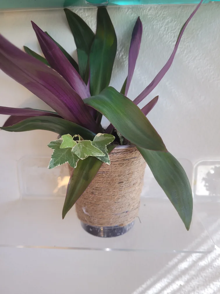 2 Plants Boat Lilly and Ivy thumbnail