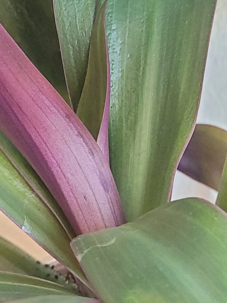 2 Plants Boat Lilly and Ivy image indicator(2)