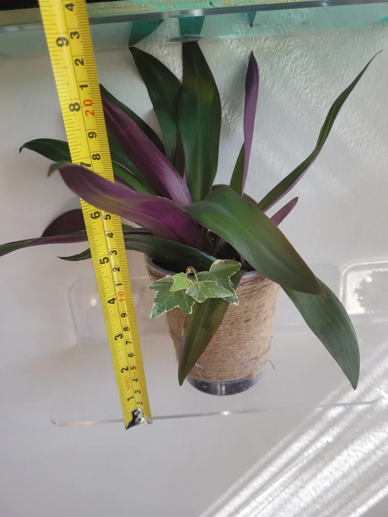 2 Plants Boat Lilly and Ivy image indicator(5)