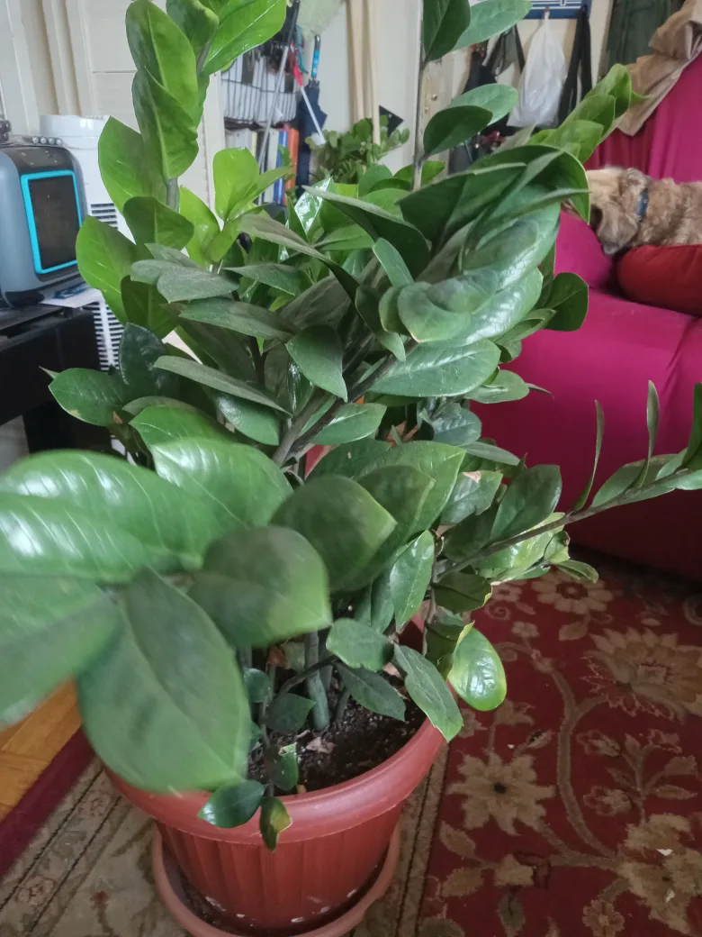 ZZ Plant in Terra Cotta Pot image indicator(7)