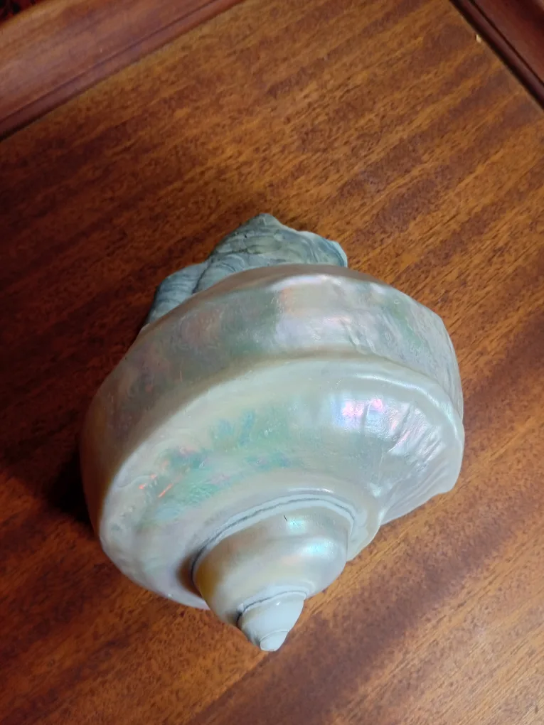 Large Abalone  Seashell image indicator(2)