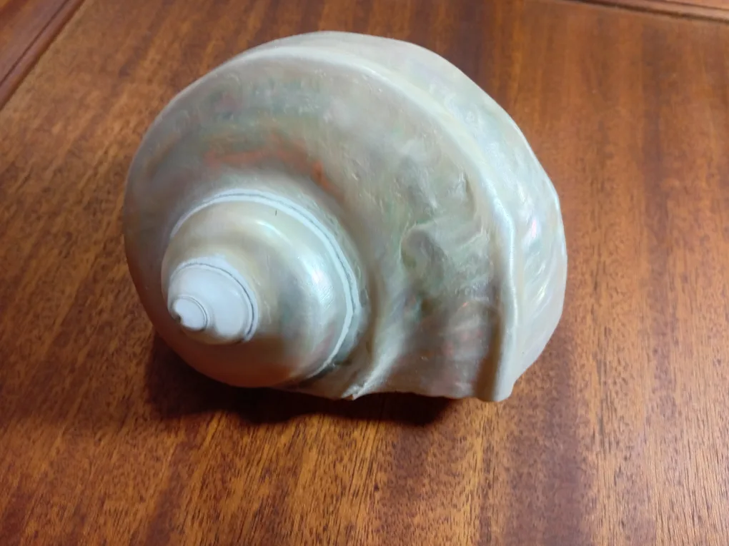 Large Abalone  Seashell image indicator(3)