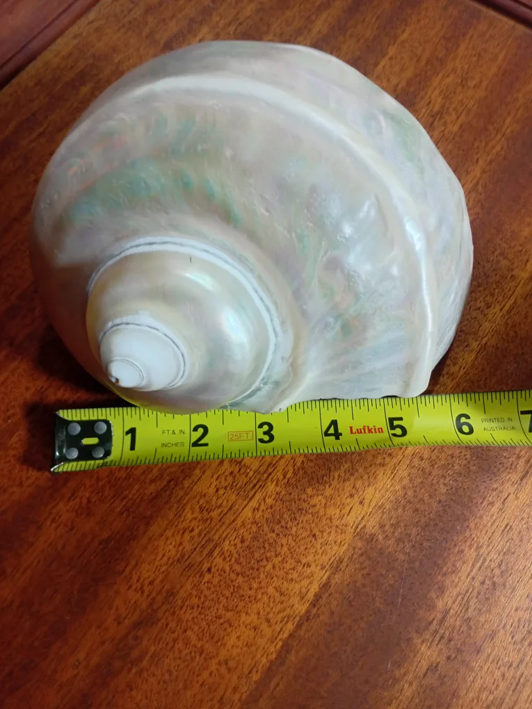 Large Abalone  Seashell image indicator(4)