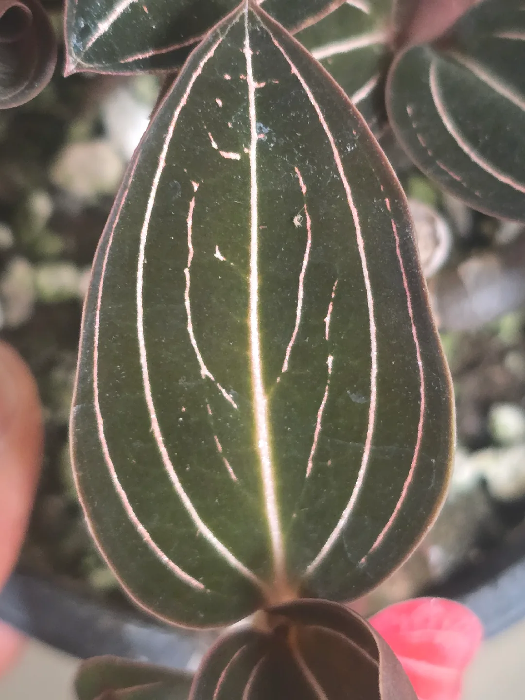 Jewel Orchid Macodes Petola Plant image indicator(6)