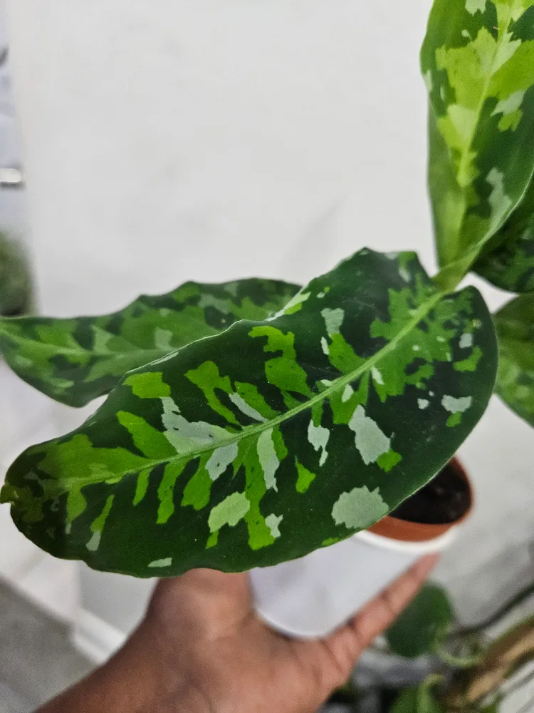 🥕aglaonema pictum 3.5" pot image indicator(3)