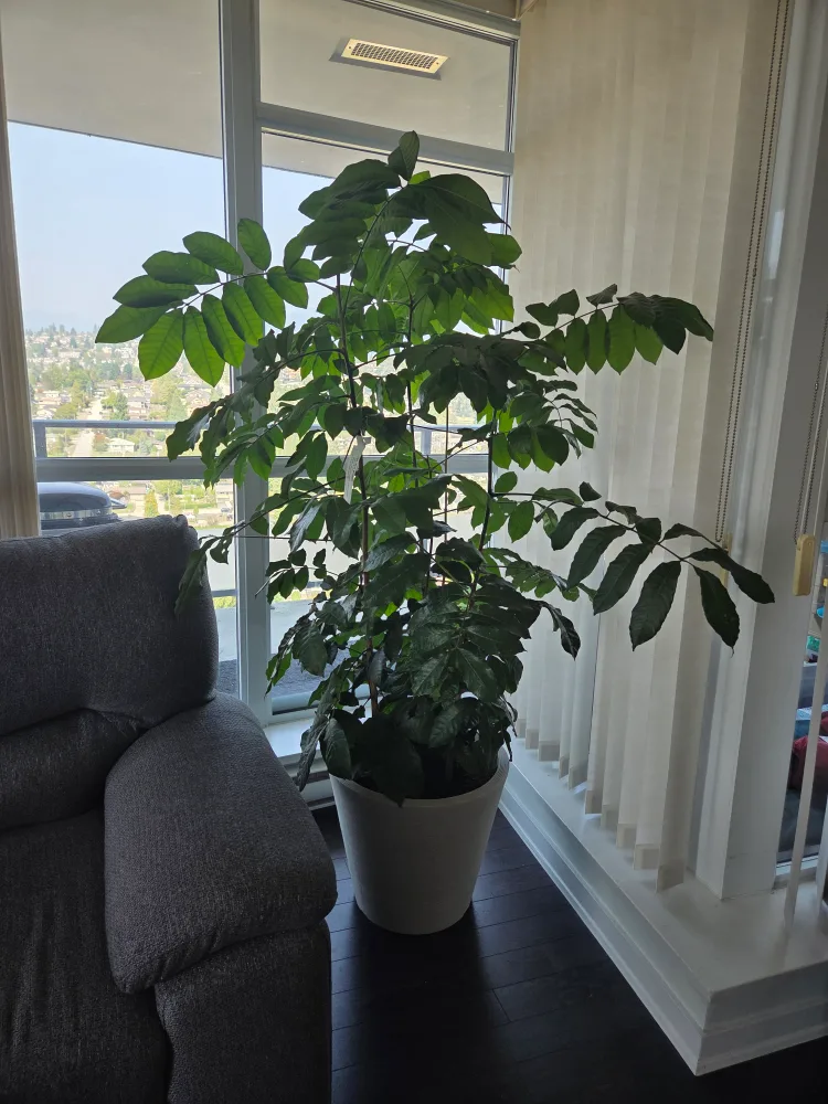 6ft tall- 3 Gal. Natal Mahogany Plant thumbnail