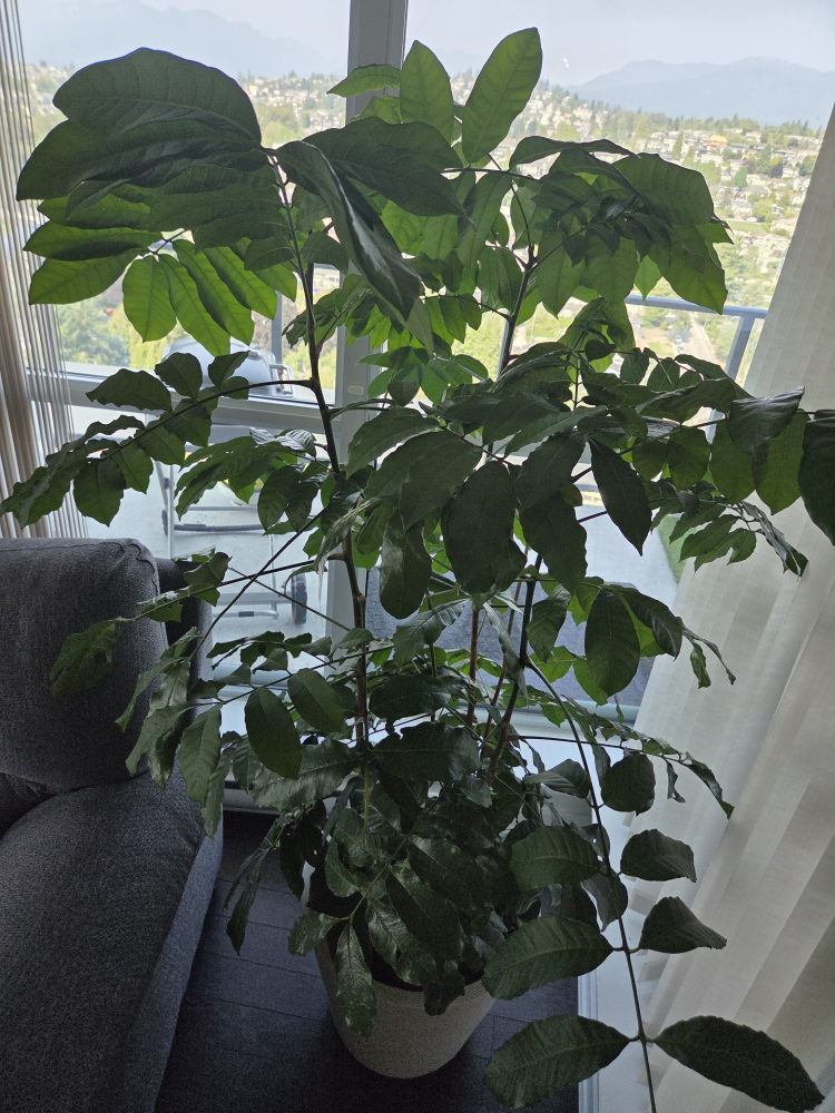 6ft tall- 3 Gal. Natal Mahogany Plant - photo 2