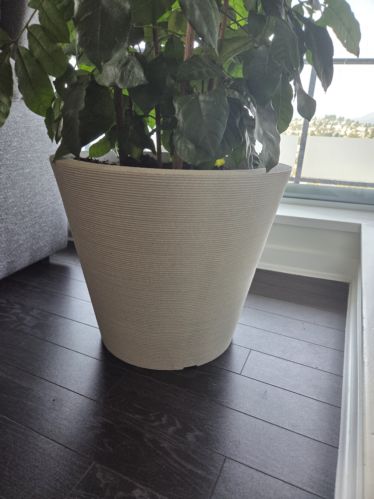 6ft tall- 3 Gal. Natal Mahogany Plant - photo 3