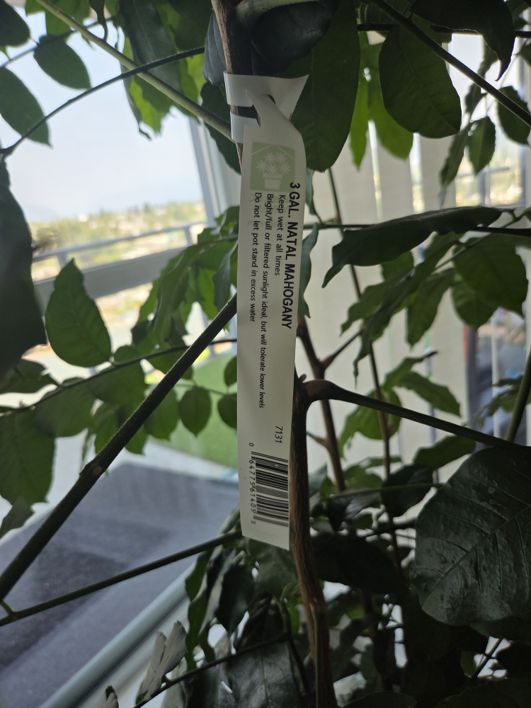 6ft tall- 3 Gal. Natal Mahogany Plant - photo 4