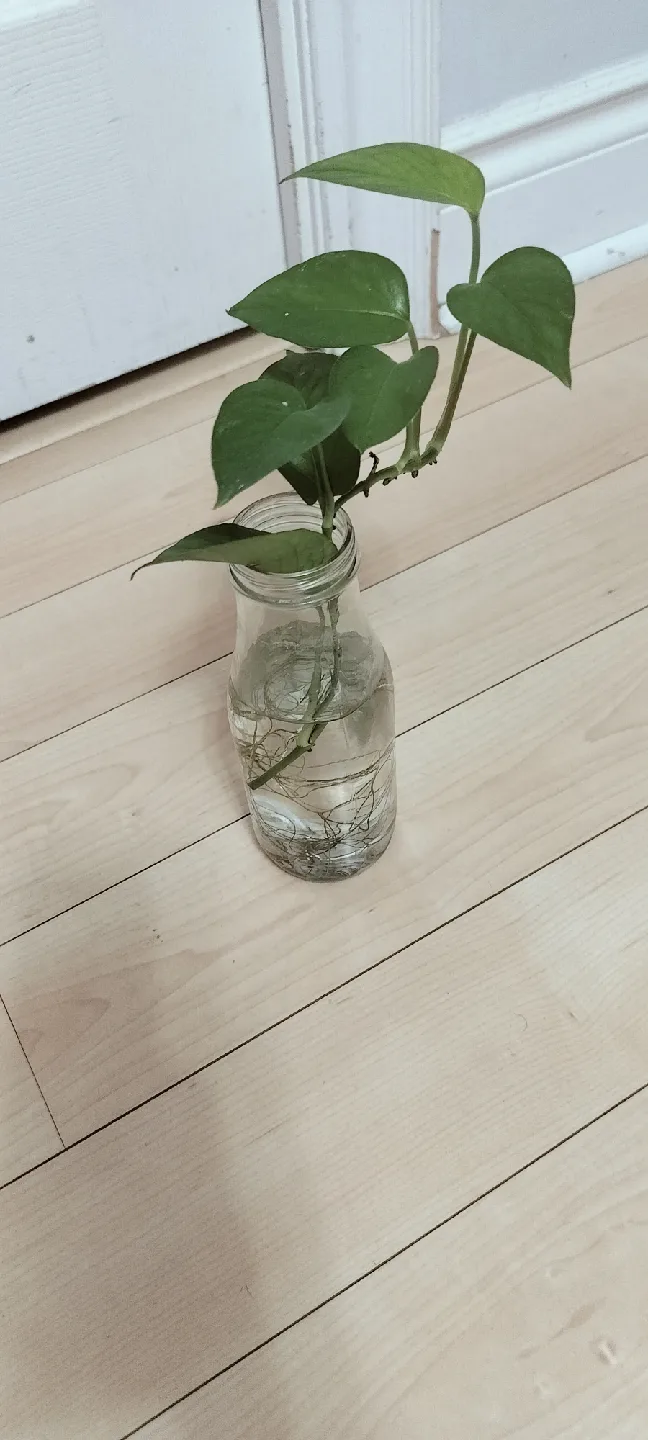 Pothos plant/ Money plant thumbnail