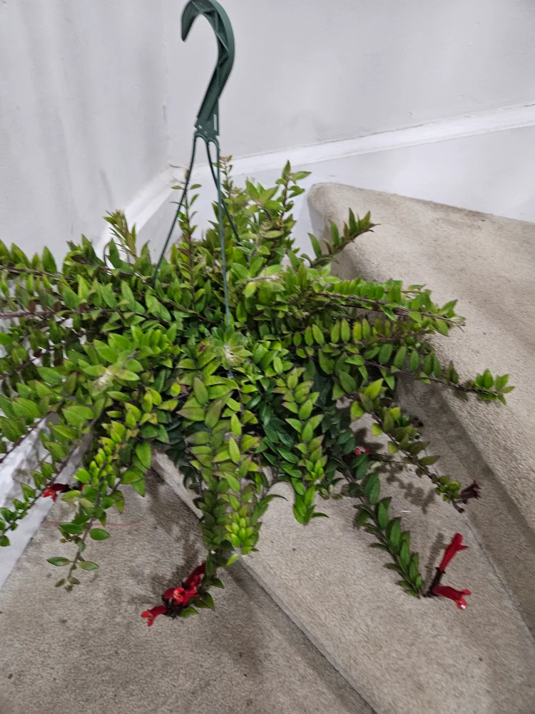 Hanging Aeschynanthus Lipstick Plant image indicator(2)