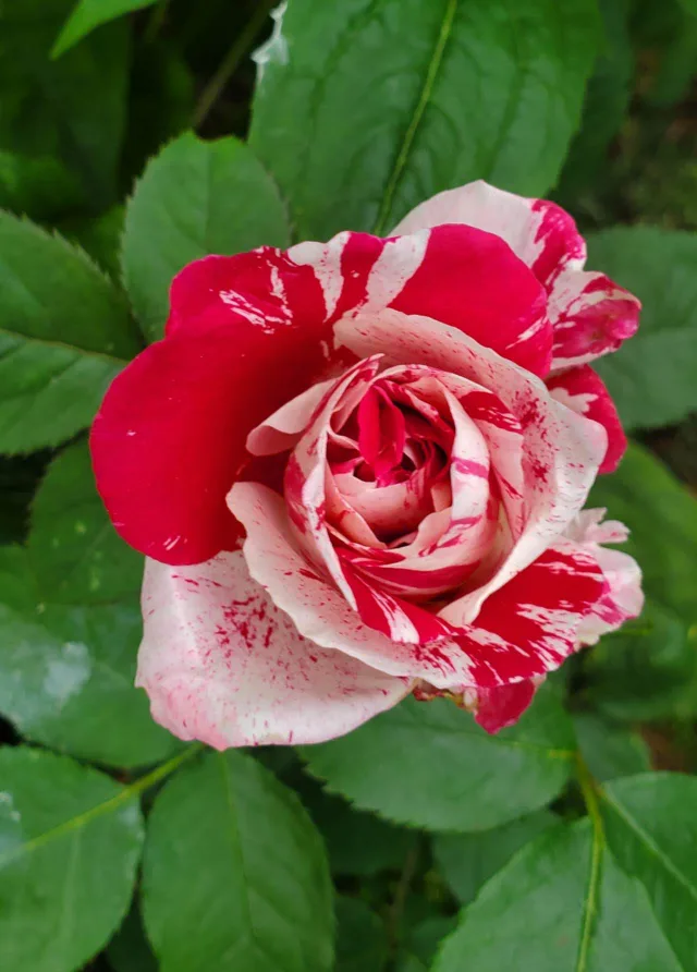 Sentimental-- Floribunda Rose thumbnail