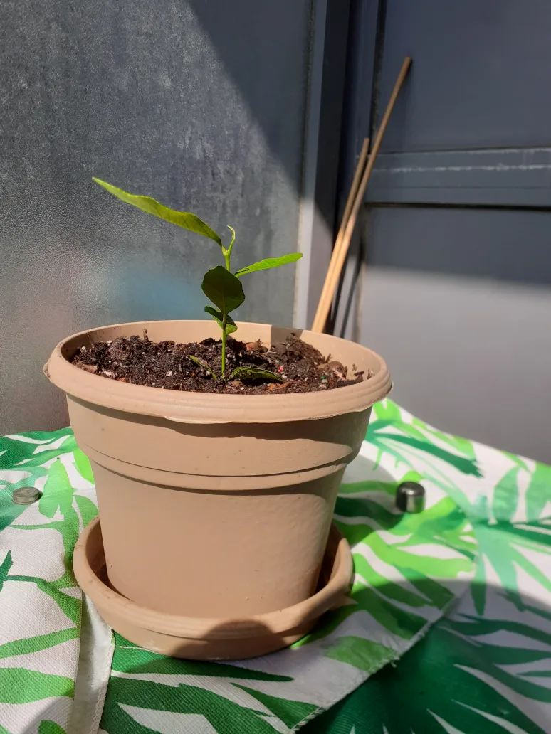 Lemon plant thumbnail