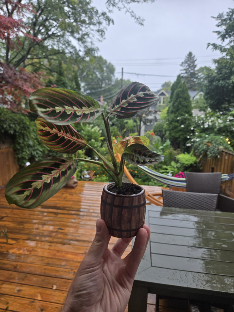 Prayer Plant in Barrel Pot 🌿
