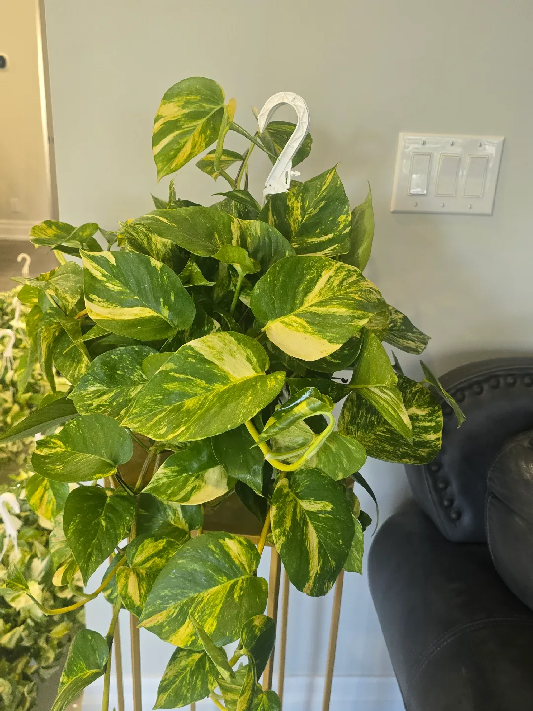 Golden Pothos Plant image indicator(4)