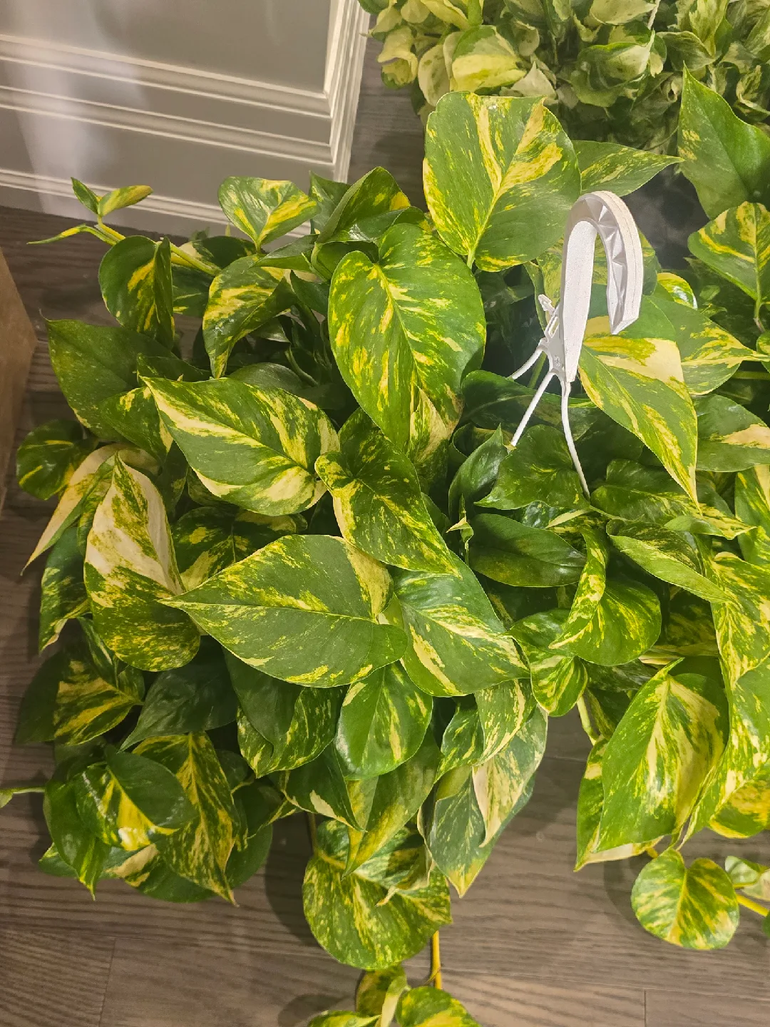 Golden Pothos Plant image indicator(8)